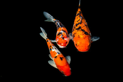 Close-up of fish swimming in sea