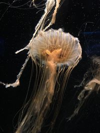 Close-up of jellyfish in water