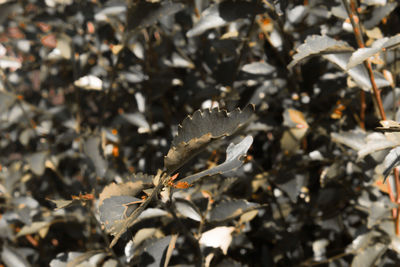 Close-up of dried leaves on field