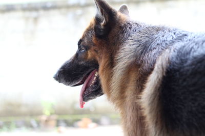 Close-up of a dog