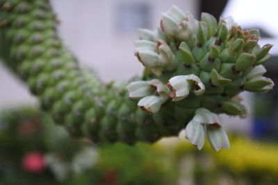 Close-up of succulent plant