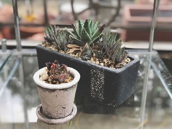 Close-up of potted plant