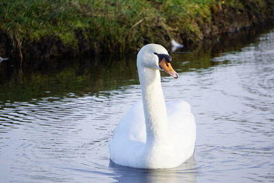 Swan swimming in lake