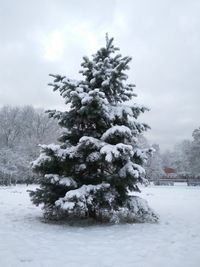 Tree on snow covered field against sky