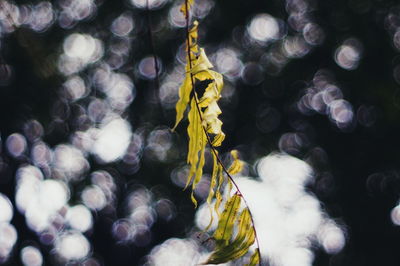 Close-up of christmas decoration hanging on plant