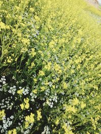 Scenic view of flowering plants and trees on field