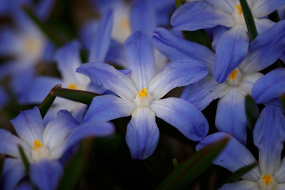 Close-up of flowers