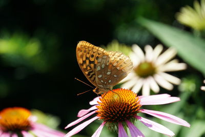 Close-up of butterfly on purple coneflower blooming outdoors