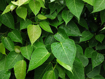 Full frame shot of plants