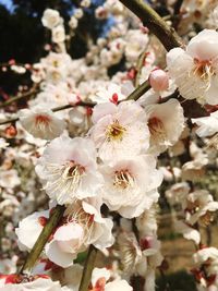 Close-up of cherry blossoms growing on tree