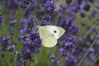 Close-up of butterfly on plant