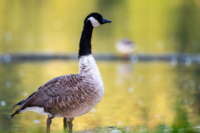 Close-up of a bird in lake