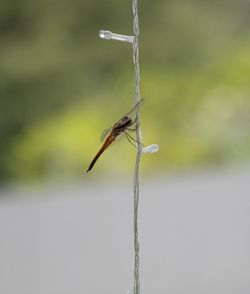 Close-up of insect on twig