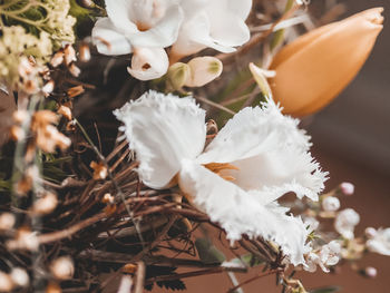 Close-up of white flowering plant