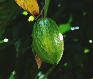 Close-up of fruit growing on plant