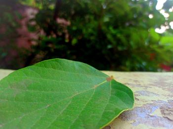 Close-up of green leaves on plant