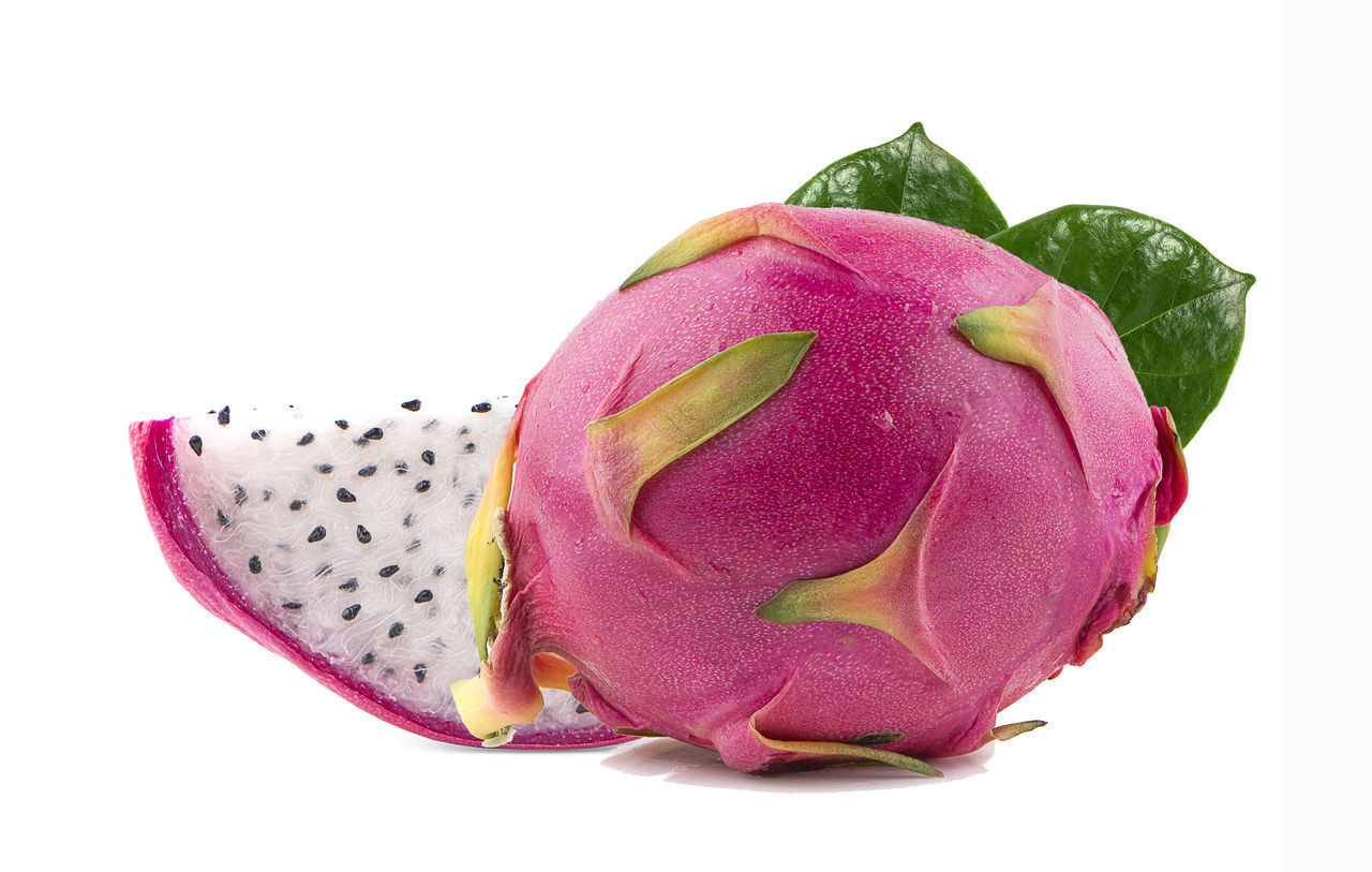 CLOSE-UP OF FRESH PINK ROSE