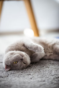 Close-up of cat resting on rug