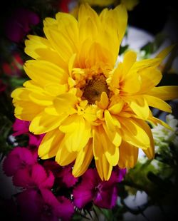 Close-up of yellow flowers blooming outdoors