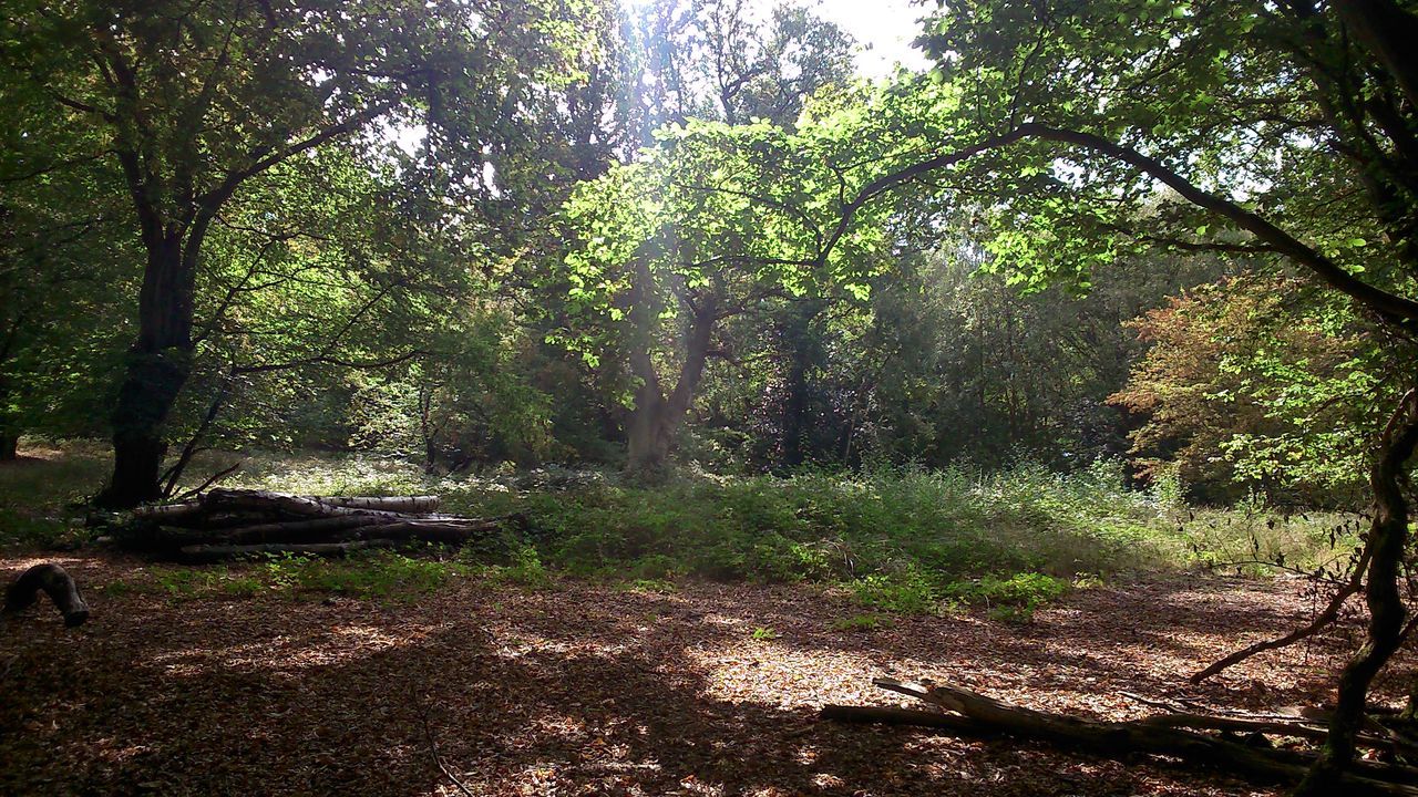 tree, growth, tree trunk, tranquility, green color, forest, nature, sunlight, tranquil scene, shadow, beauty in nature, plant, branch, day, footpath, scenics, outdoors, park - man made space, woodland, non-urban scene