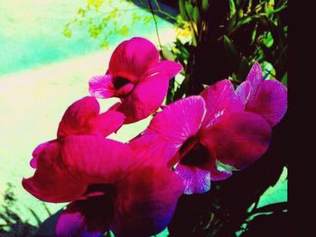 Close-up of pink flowers