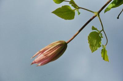 Low angle view of flowering plant against clear sky