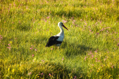 Bird perching on grass