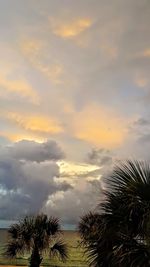 Low angle view of palm trees against sky