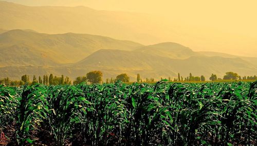 Scenic view of landscape against sky