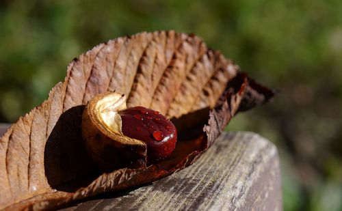 High angle view of chestnut on dry leaf