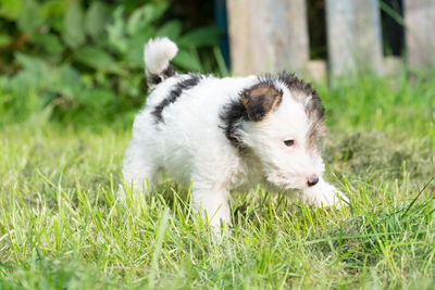 Close-up of dog on grass