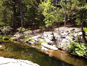 Scenic view of stream in forest