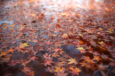 Autumn leaves fallen on tree