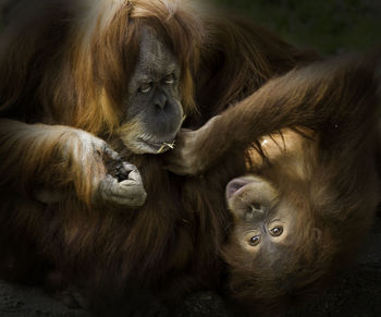 Close-up of orangutans outdoors