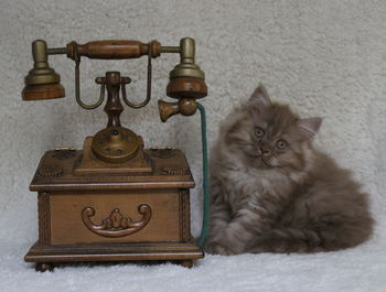 Cat looking at camera on table