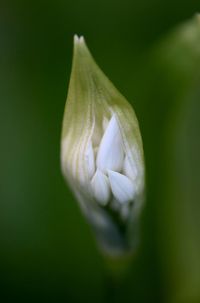 Close-up of flower against blurred background