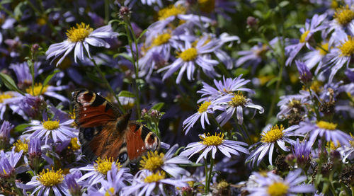 Close-up of bee pollinating flower