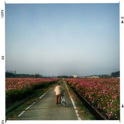 Rear view of woman walking on road amidst agricultural field against clear sky