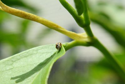 Close-up of insect on leaf
