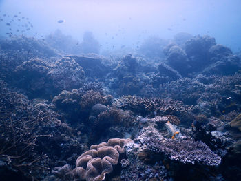 Scenic view of coral reef undersea