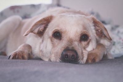 Close-up portrait of dog resting