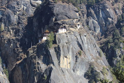 Panoramic view of trees