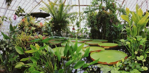 Water lily in lake