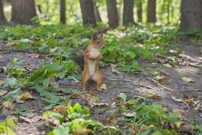 Squirrel in a forest