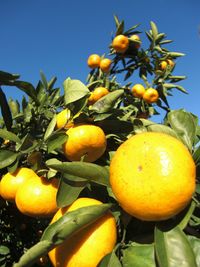 Low angle view of oranges growing on tree