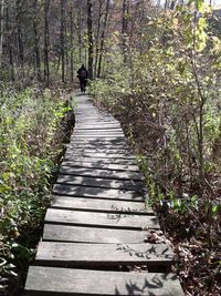 Narrow pathway along trees in forest