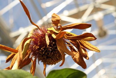 Closeup of the seed tuffs on gerbera after blooming.