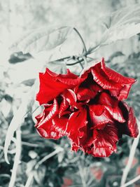 Close-up of red flowers