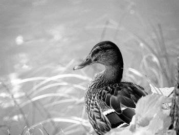 Close-up of duck swimming in lake