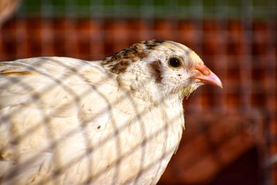 Close-up of a bird